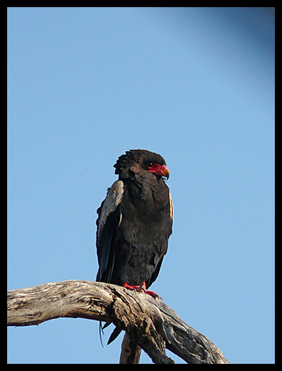 bateleur des savanes